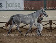 Clara del Buttasella TosTour2013- S5 3055 : Arezzo, Arezzo Equestrian Centre, Cavalli d'Italia, Clara del Buttasella, Toscana Tour 2013, foto di Stefano Secchi ©